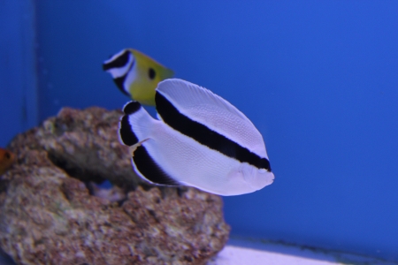  Apolemichthys arcuatus   (Black Bandit Angelfish, Black-banded Angelfish, Three Spine Angelfish, Hawaiian Pearlyscale Angelfish)